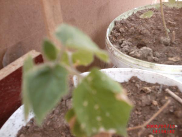 Name:  SMC_0002.jpg
Views: 1270
Size:  27.7 KB