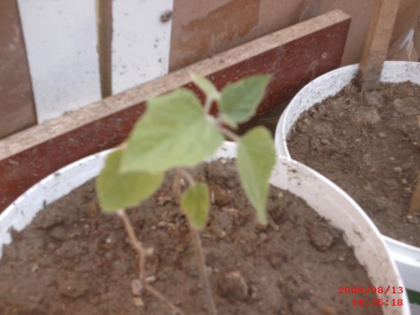Name:  SMC_0003.jpg
Views: 946
Size:  31.1 KB