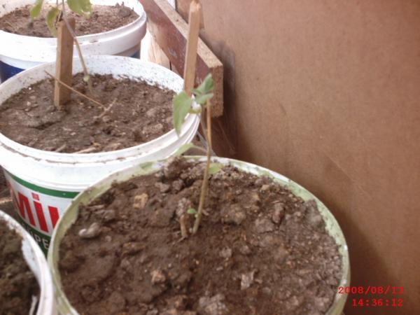 Name:  SMC_0005.jpg
Views: 949
Size:  38.7 KB