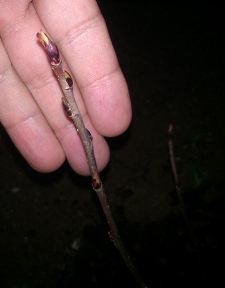 Name:  amelanchier_alnifolia.jpg
Views: 819
Size:  18.6 KB