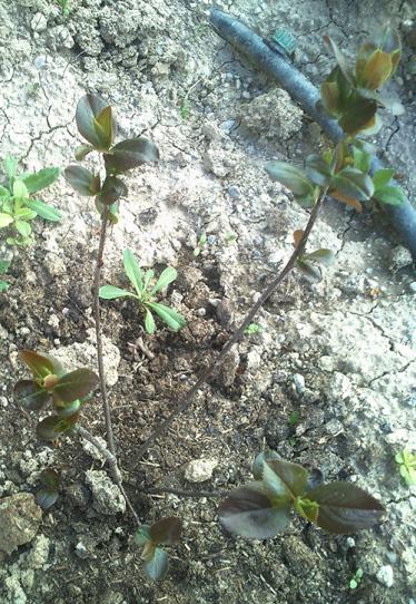 Name:  amelanchier_alnifolia.jpg
Views: 963
Size:  68.4 KB