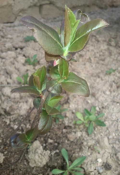 Name:  saskatoon_berry.jpg
Views: 991
Size:  49.9 KB