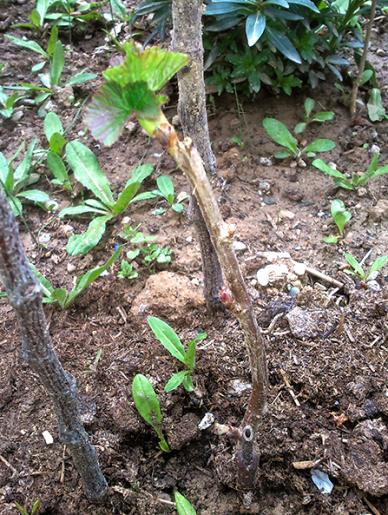 Name:  ribes.jpg
Views: 1451
Size:  69.7 KB