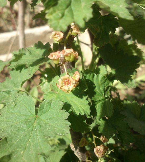 Name:  red_currant.jpg
Views: 1802
Size:  52.3 KB