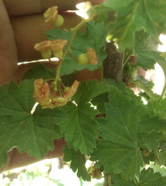 Name:  red_currant_flowers.jpg
Views: 1424
Size:  38.1 KB