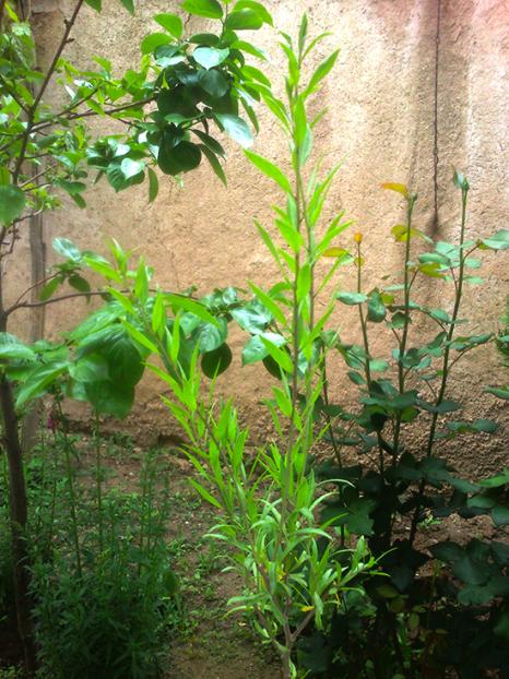 Name:  gojiberry_meyve_dali.jpg
Views: 1433
Size:  71.8 KB