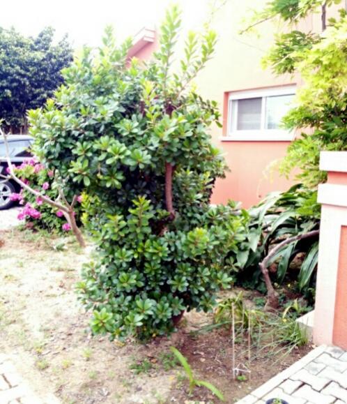 Name:  Arbutus unedo .jpg
Views: 1446
Size:  65.5 KB