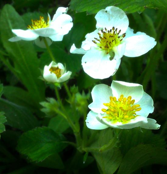 Name:  osmanli_cilegi.jpg
Views: 1774
Size:  36.2 KB