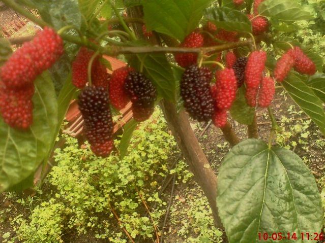 Name:  DSC03940.jpg
Views: 2236
Size:  68.4 KB