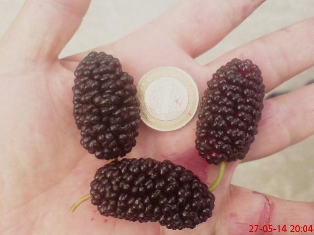 Name:  DSC03974.jpg
Views: 1977
Size:  31.5 KB