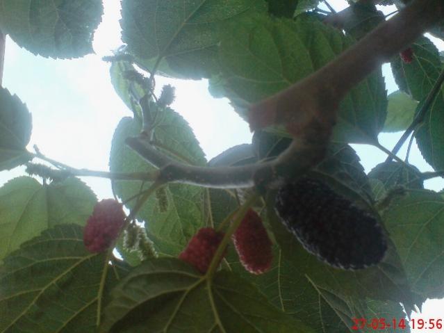 Name:  DSC03970.jpg
Views: 2005
Size:  33.4 KB