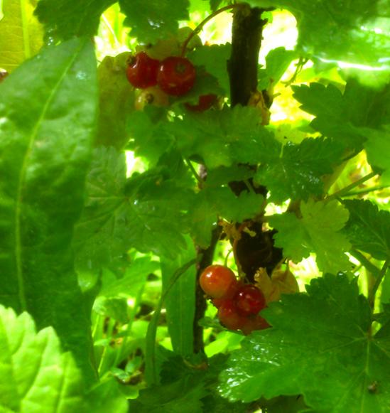 Name:  kirmizi_frenk_uzumu.jpg
Views: 1394
Size:  44.2 KB