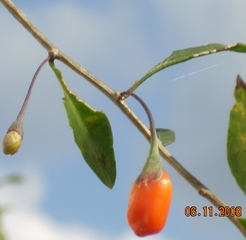 Name:  goji_kasm.jpg
Views: 1803
Size:  60.9 KB