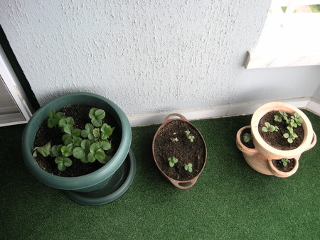 Name:  DSCN2382.JPG
Views: 3700
Size:  62.4 KB