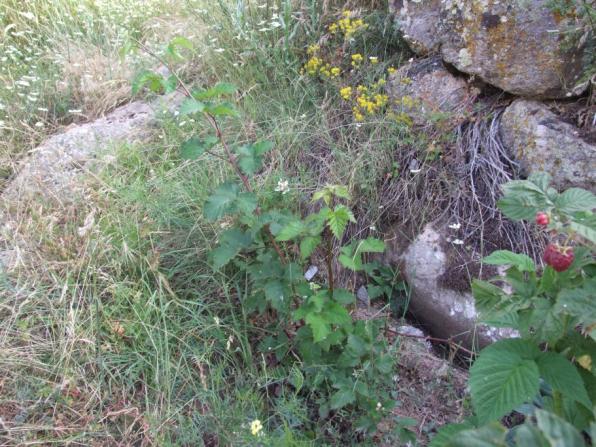 Name:  DSCF1939.jpg
Views: 752
Size:  71.2 KB