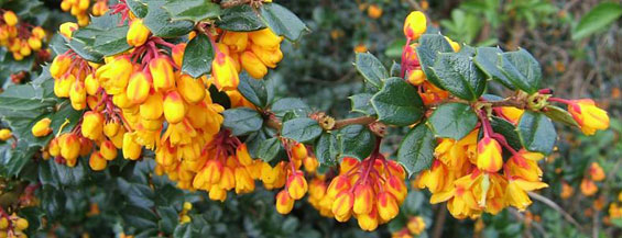 Name:  top-Berberis_darwinii.jpg
Views: 3588
Size:  48.8 KB