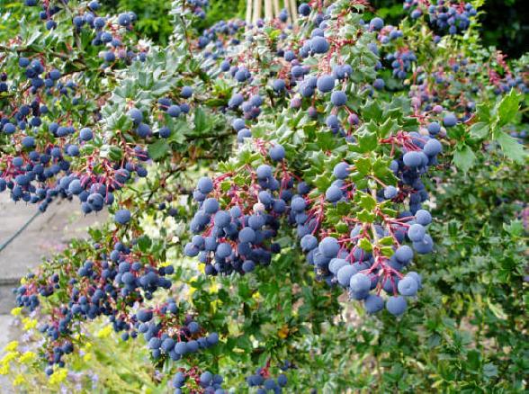 Name:  Berberis%20darwinii.jpg
Views: 5989
Size:  79.7 KB