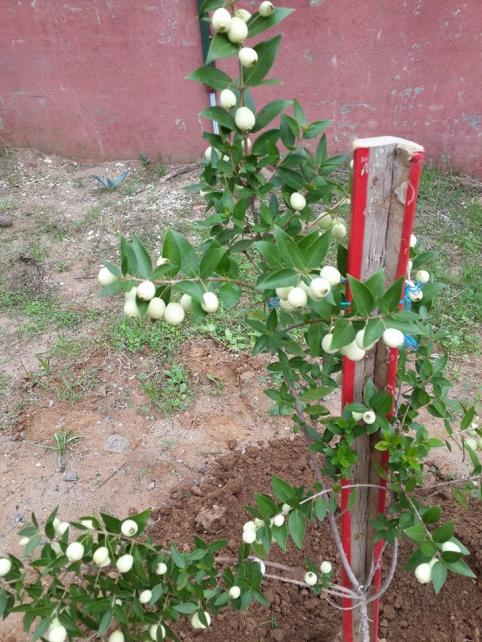 Name:  mersin3.jpg
Views: 1390
Size:  74.2 KB