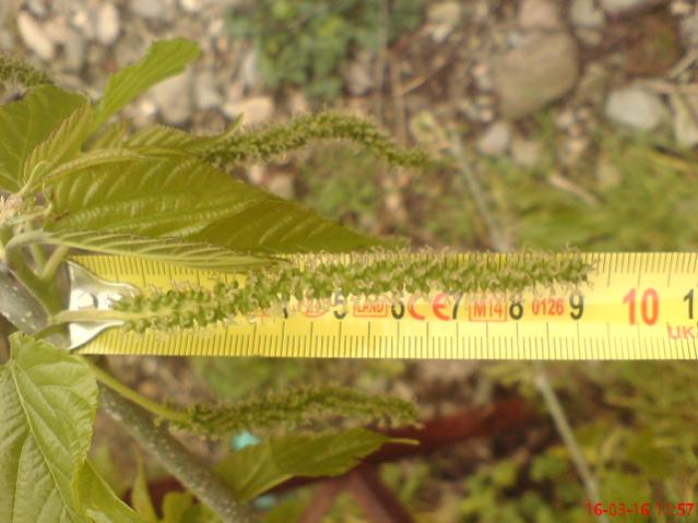 Name:  DSC04354.jpg
Views: 2072
Size:  42.3 KB