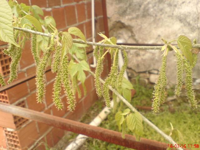 Name:  DSC04357.jpg
Views: 2089
Size:  50.2 KB