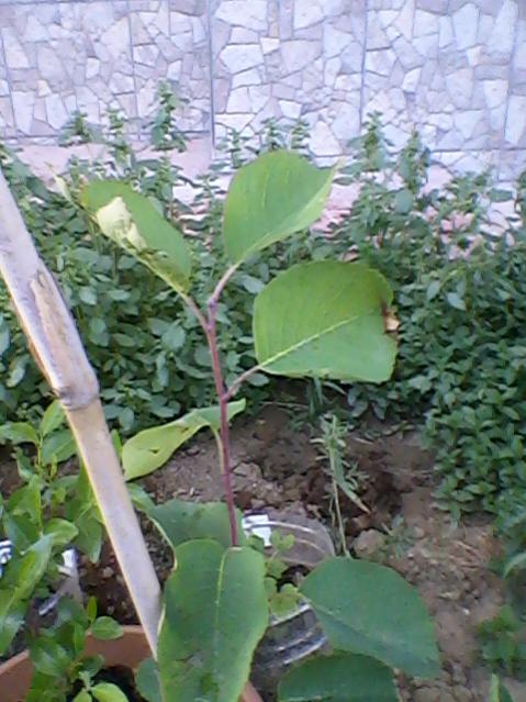 Name:  Fotoraf-0002.jpg
Views: 609
Size:  56.2 KB
