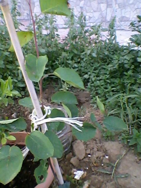 Name:  Fotoraf-0003.jpg
Views: 626
Size:  55.8 KB