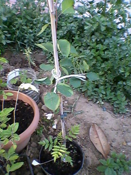 Name:  Fotoraf-0004.jpg
Views: 656
Size:  63.2 KB
