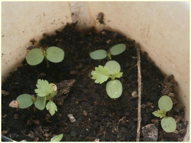 Name:  Brtlen, Ahududu (Rubus sp.).jpg
Views: 1208
Size:  36.3 KB