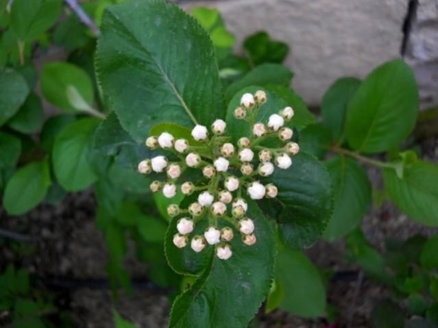 Name:  DSCN7952 Saskatoon Berry.jpg
Views: 988
Size:  33.3 KB