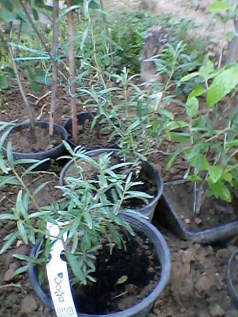 Name:  Fotoraf-0006.jpg
Views: 5286
Size:  62.8 KB