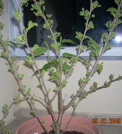 Name:  avs2.jpg
Views: 4655
Size:  63.7 KB