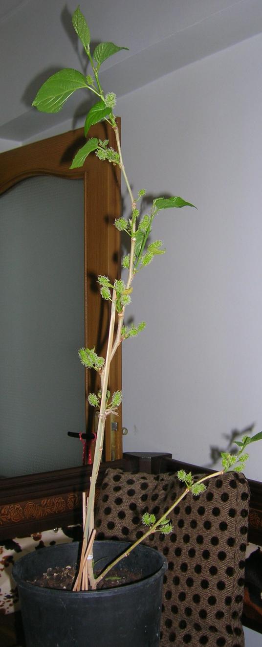 Name:  008.jpg
Views: 4325
Size:  71.2 KB