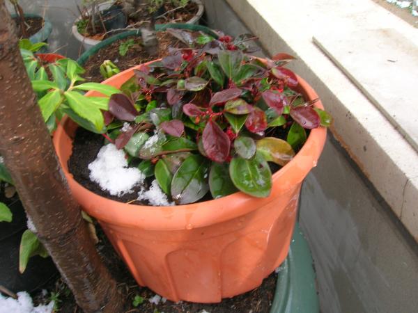Name:  helleborus-keklik zm 002.jpg
Views: 623
Size:  43.9 KB