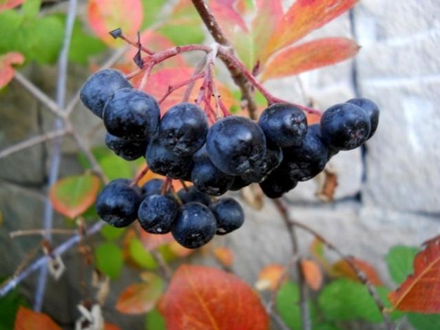 Name:  DSCN9276 aronia.jpg
Views: 906
Size:  38.1 KB