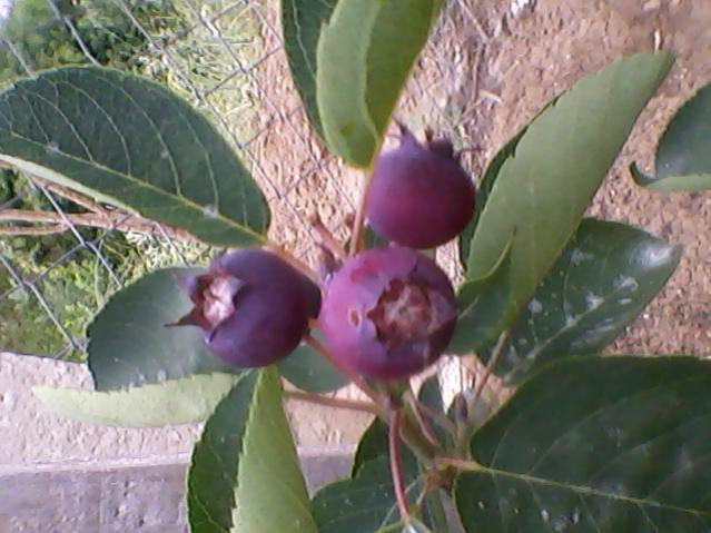Name:  Fotoraf-0002.jpg
Views: 516
Size:  47.0 KB