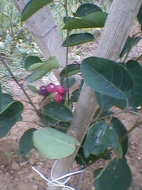 Name:  Fotoraf-0003.jpg
Views: 476
Size:  50.0 KB