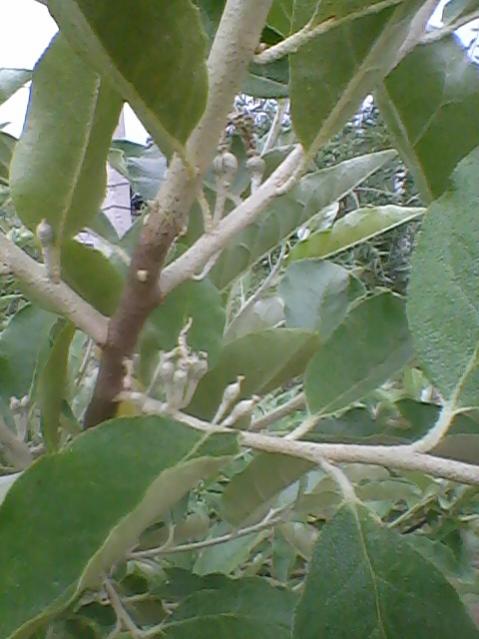 Name:  Fotoraf-0004.jpg
Views: 723
Size:  42.0 KB