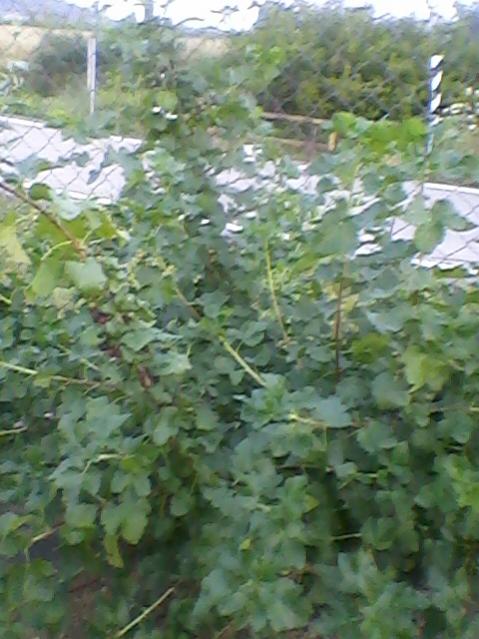 Name:  Fotoraf-0011.jpg
Views: 1180
Size:  51.9 KB
