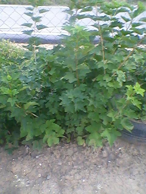 Name:  Fotoraf-0014.jpg
Views: 1221
Size:  53.3 KB