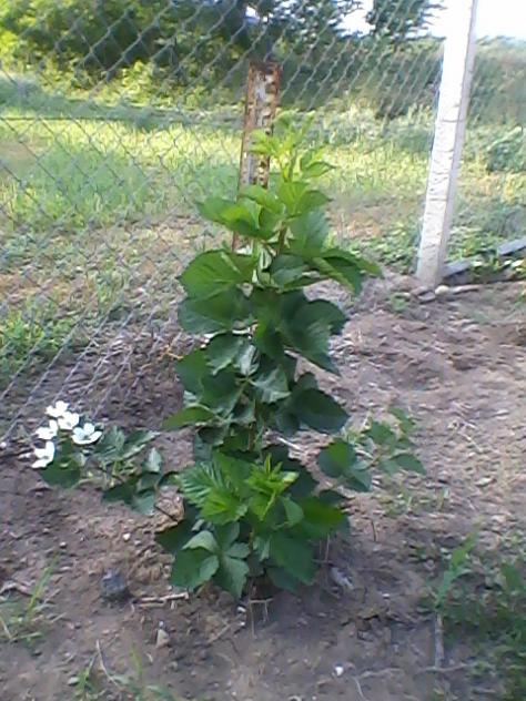 Name:  Fotoraf-0005.jpg
Views: 1386
Size:  63.5 KB
