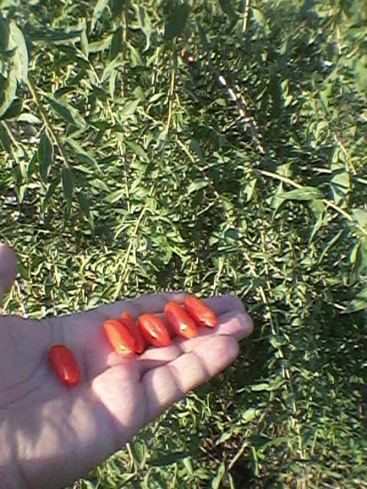 Name:  Fotoraf-0012.jpg
Views: 681
Size:  66.9 KB