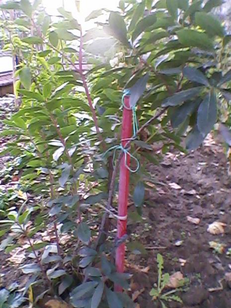 Name:  Fotoraf-0005.jpg
Views: 611
Size:  63.4 KB
