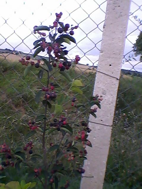 Name:  Fotoraf-0007.jpg
Views: 588
Size:  49.0 KB