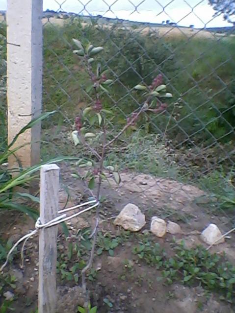 Name:  Fotoraf-0011.jpg
Views: 545
Size:  55.9 KB