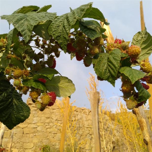 Name:  frambuaz 2 .jpg
Views: 931
Size:  71.2 KB