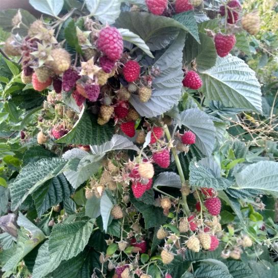 Name:  ahududu furambuaz 1.jpg
Views: 630
Size:  75.6 KB