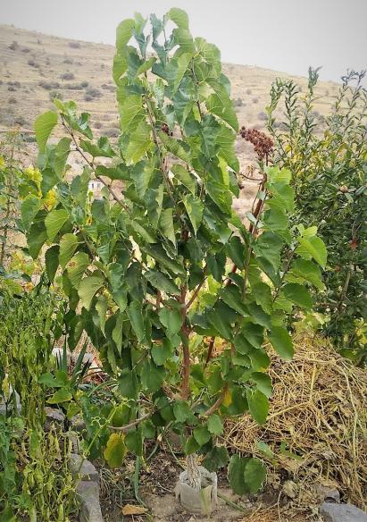Name:  eki karadut zerine al eki karadut.jpg
Views: 1284
Size:  75.1 KB