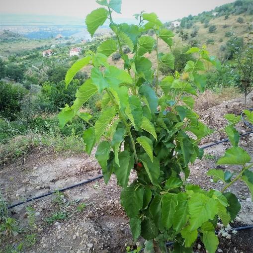Name:  eki karadut.jpg
Views: 1229
Size:  71.1 KB