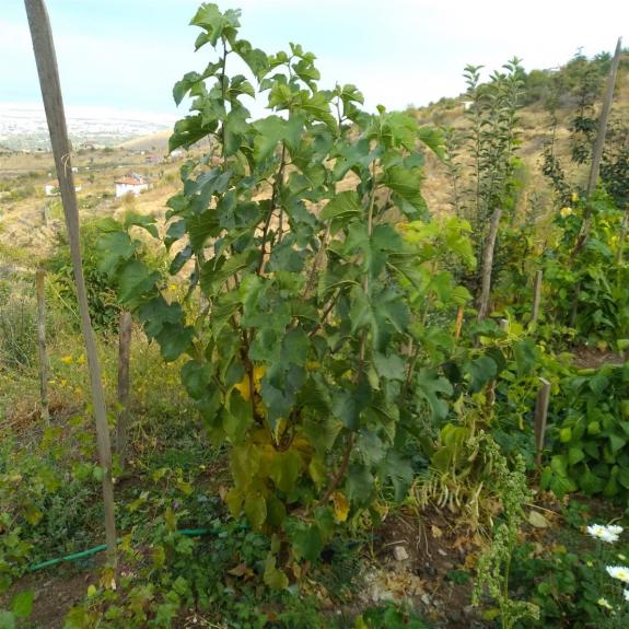 Name:  eki karadut 8.jpg
Views: 1382
Size:  71.6 KB