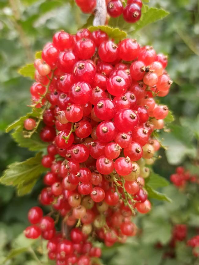 Name:  ribes krmz frenk zm 10.jpg
Views: 771
Size:  69.7 KB